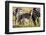 Baby zebra, Masai Mara, Kenya, East Africa, Africa-Karen Deakin-Framed Photographic Print