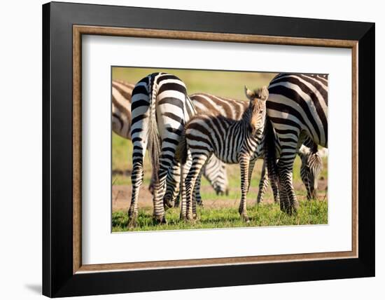 Baby zebra, Masai Mara, Kenya, East Africa, Africa-Karen Deakin-Framed Photographic Print