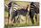 Baby zebra, Masai Mara, Kenya, East Africa, Africa-Karen Deakin-Mounted Photographic Print