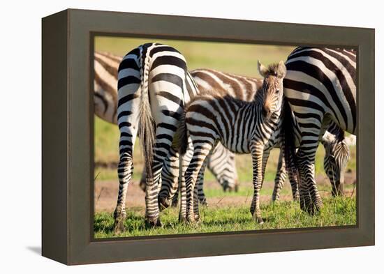 Baby zebra, Masai Mara, Kenya, East Africa, Africa-Karen Deakin-Framed Premier Image Canvas