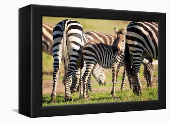 Baby zebra, Masai Mara, Kenya, East Africa, Africa-Karen Deakin-Framed Premier Image Canvas