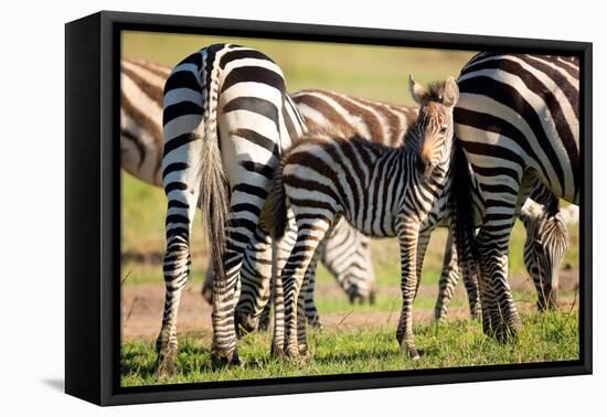 Baby zebra, Masai Mara, Kenya, East Africa, Africa-Karen Deakin-Framed Premier Image Canvas