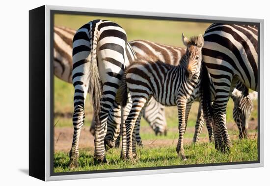 Baby zebra, Masai Mara, Kenya, East Africa, Africa-Karen Deakin-Framed Premier Image Canvas