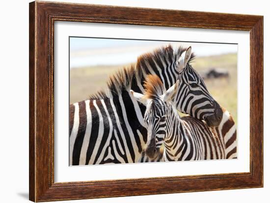 Baby Zebra with Mother-MattiaATH-Framed Photographic Print