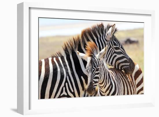 Baby Zebra with Mother-MattiaATH-Framed Photographic Print