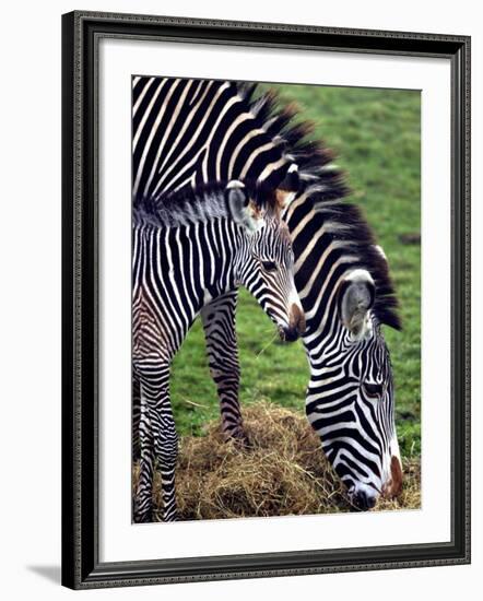 Baby Zebra with Mum Edinburgh Zoo, December 2001-null-Framed Photographic Print