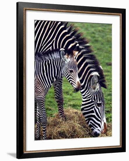 Baby Zebra with Mum Edinburgh Zoo, December 2001-null-Framed Photographic Print