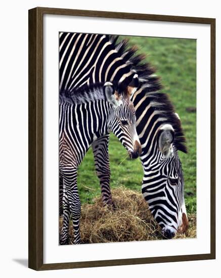 Baby Zebra with Mum Edinburgh Zoo, December 2001-null-Framed Photographic Print