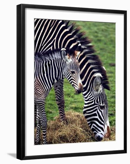 Baby Zebra with Mum Edinburgh Zoo, December 2001-null-Framed Photographic Print