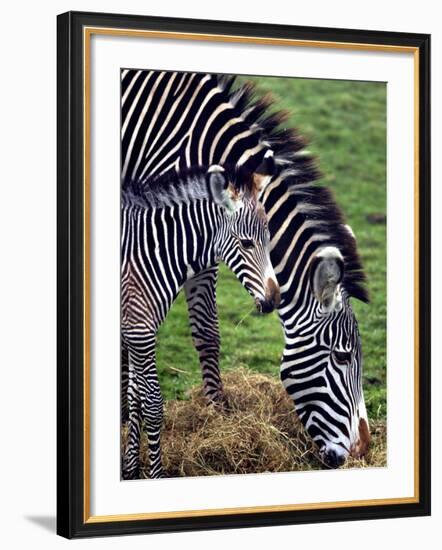 Baby Zebra with Mum Edinburgh Zoo, December 2001-null-Framed Photographic Print