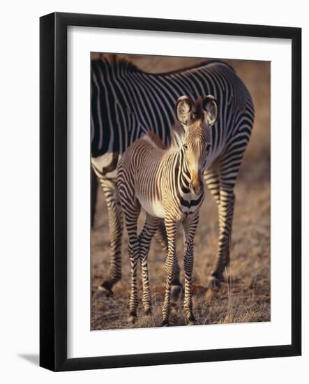 Baby Zebra-null-Framed Photographic Print