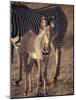 Baby Zebra-null-Mounted Photographic Print