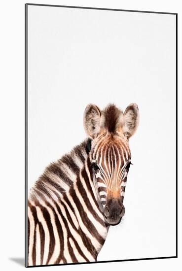 Baby Zebra-Tai Prints-Mounted Art Print