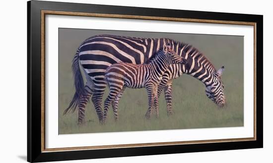 Baby Zebra-Jun Zuo-Framed Photographic Print