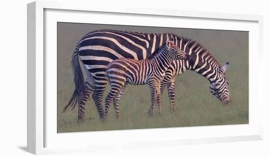 Baby Zebra-Jun Zuo-Framed Photographic Print