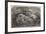 Babylonian Lions Just Received at the Gardens of the Zoological Society, Regent'S-Park-null-Framed Giclee Print