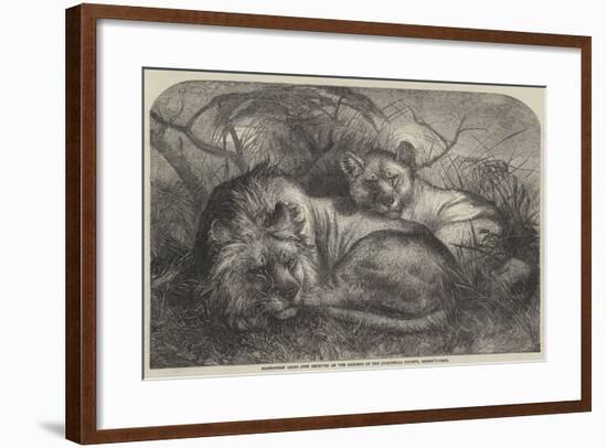 Babylonian Lions Just Received at the Gardens of the Zoological Society, Regent'S-Park-null-Framed Giclee Print