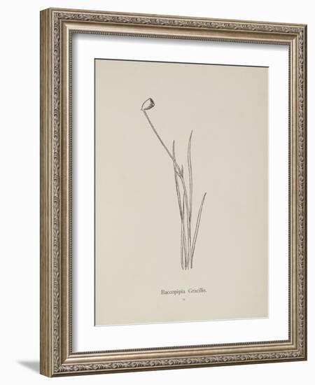 Baccopipia Gracilis. Illustration From Nonsense Botany by Edward Lear, Published in 1889.-Edward Lear-Framed Giclee Print