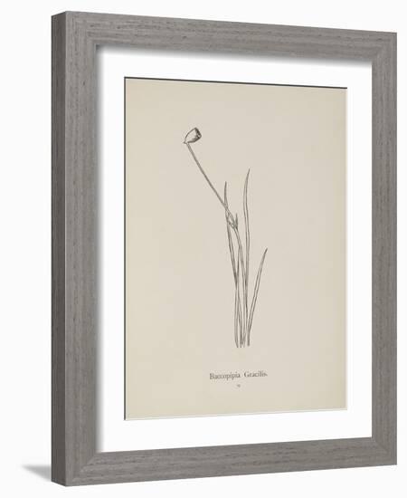 Baccopipia Gracilis. Illustration From Nonsense Botany by Edward Lear, Published in 1889.-Edward Lear-Framed Giclee Print