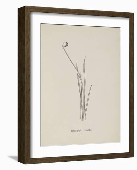 Baccopipia Gracilis. Illustration From Nonsense Botany by Edward Lear, Published in 1889.-Edward Lear-Framed Giclee Print