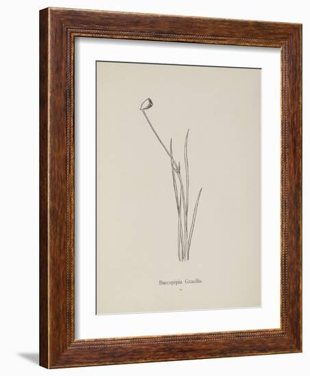 Baccopipia Gracilis. Illustration From Nonsense Botany by Edward Lear, Published in 1889.-Edward Lear-Framed Giclee Print