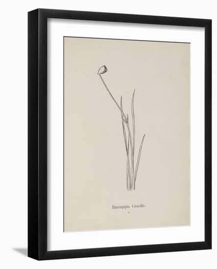 Baccopipia Gracilis. Illustration From Nonsense Botany by Edward Lear, Published in 1889.-Edward Lear-Framed Giclee Print