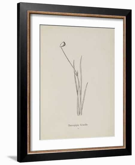 Baccopipia Gracilis. Illustration From Nonsense Botany by Edward Lear, Published in 1889.-Edward Lear-Framed Giclee Print