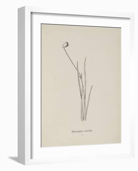 Baccopipia Gracilis. Illustration From Nonsense Botany by Edward Lear, Published in 1889.-Edward Lear-Framed Giclee Print