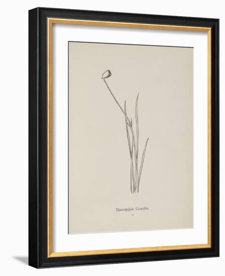 Baccopipia Gracilis. Illustration From Nonsense Botany by Edward Lear, Published in 1889.-Edward Lear-Framed Giclee Print