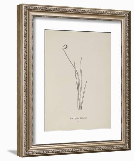 Baccopipia Gracilis. Illustration From Nonsense Botany by Edward Lear, Published in 1889.-Edward Lear-Framed Giclee Print