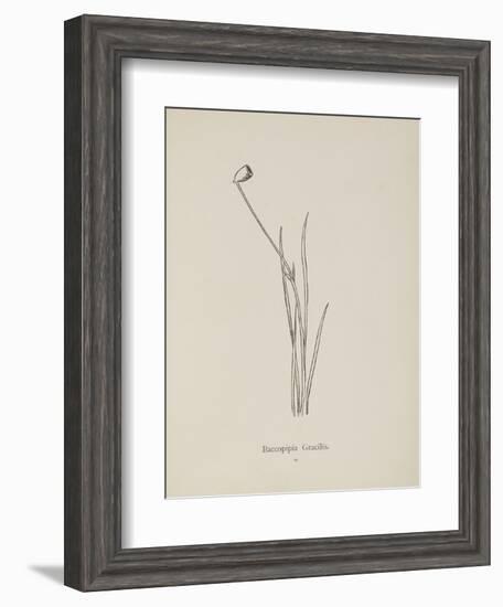 Baccopipia Gracilis. Illustration From Nonsense Botany by Edward Lear, Published in 1889.-Edward Lear-Framed Giclee Print