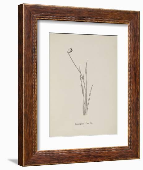 Baccopipia Gracilis. Illustration From Nonsense Botany by Edward Lear, Published in 1889.-Edward Lear-Framed Giclee Print