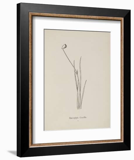 Baccopipia Gracilis. Illustration From Nonsense Botany by Edward Lear, Published in 1889.-Edward Lear-Framed Giclee Print