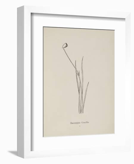 Baccopipia Gracilis. Illustration From Nonsense Botany by Edward Lear, Published in 1889.-Edward Lear-Framed Giclee Print