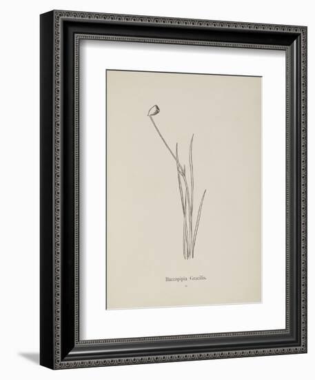 Baccopipia Gracilis. Illustration From Nonsense Botany by Edward Lear, Published in 1889.-Edward Lear-Framed Giclee Print