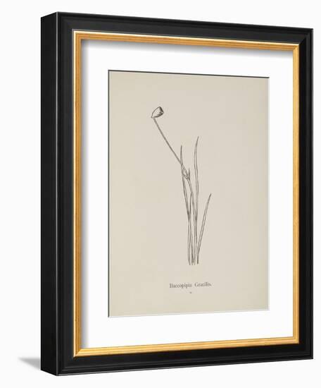 Baccopipia Gracilis. Illustration From Nonsense Botany by Edward Lear, Published in 1889.-Edward Lear-Framed Giclee Print