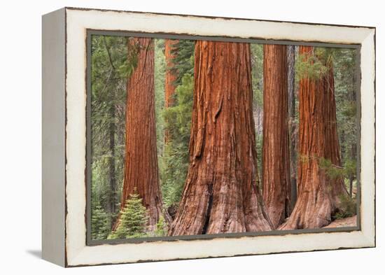 Bachelor and Three Graces Sequoia tress in Mariposa Grove, Yosemite National Park, USA. Spring (Jun-Adam Burton-Framed Premier Image Canvas