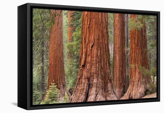 Bachelor and Three Graces Sequoia tress in Mariposa Grove, Yosemite National Park, USA. Spring (Jun-Adam Burton-Framed Premier Image Canvas