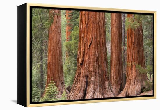 Bachelor and Three Graces Sequoia tress in Mariposa Grove, Yosemite National Park, USA. Spring (Jun-Adam Burton-Framed Premier Image Canvas