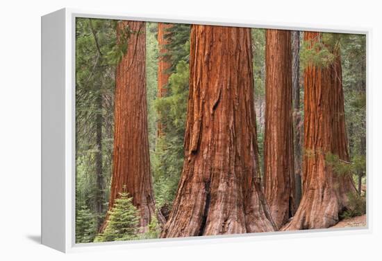 Bachelor and Three Graces Sequoia tress in Mariposa Grove, Yosemite National Park, USA. Spring (Jun-Adam Burton-Framed Premier Image Canvas