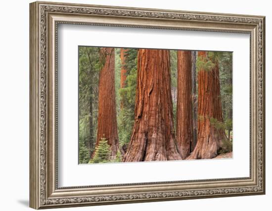 Bachelor and Three Graces Sequoia tress in Mariposa Grove, Yosemite National Park, USA. Spring (Jun-Adam Burton-Framed Photographic Print