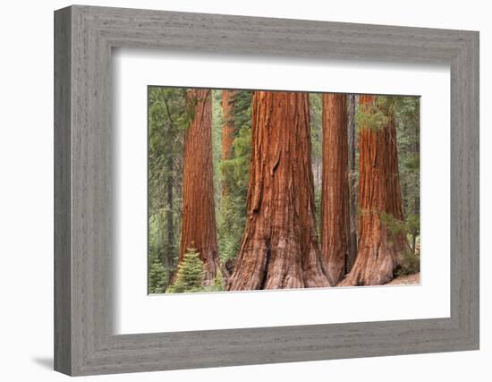 Bachelor and Three Graces Sequoia tress in Mariposa Grove, Yosemite National Park, USA. Spring (Jun-Adam Burton-Framed Photographic Print