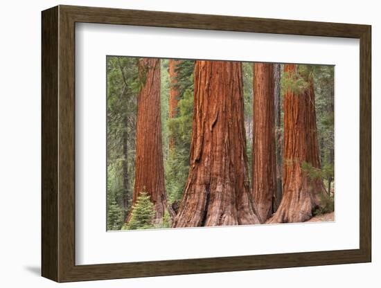 Bachelor and Three Graces Sequoia tress in Mariposa Grove, Yosemite National Park, USA. Spring (Jun-Adam Burton-Framed Photographic Print