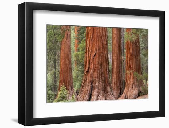 Bachelor and Three Graces Sequoia tress in Mariposa Grove, Yosemite National Park, USA. Spring (Jun-Adam Burton-Framed Photographic Print