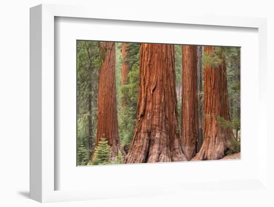 Bachelor and Three Graces Sequoia tress in Mariposa Grove, Yosemite National Park, USA. Spring (Jun-Adam Burton-Framed Photographic Print