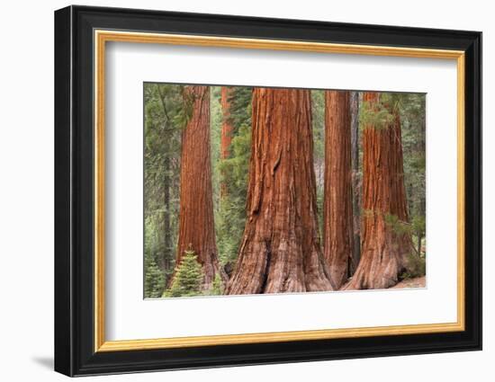 Bachelor and Three Graces Sequoia tress in Mariposa Grove, Yosemite National Park, USA. Spring (Jun-Adam Burton-Framed Photographic Print