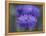 Bachelor's Button, Port Townsend, Washington, USA-null-Framed Premier Image Canvas
