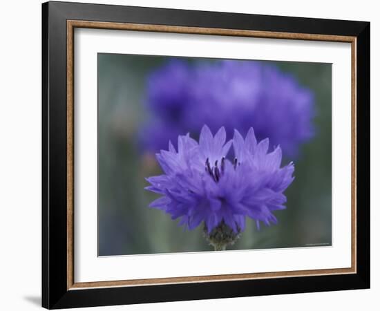 Bachelor's Button, Port Townsend, Washington, USA-null-Framed Photographic Print