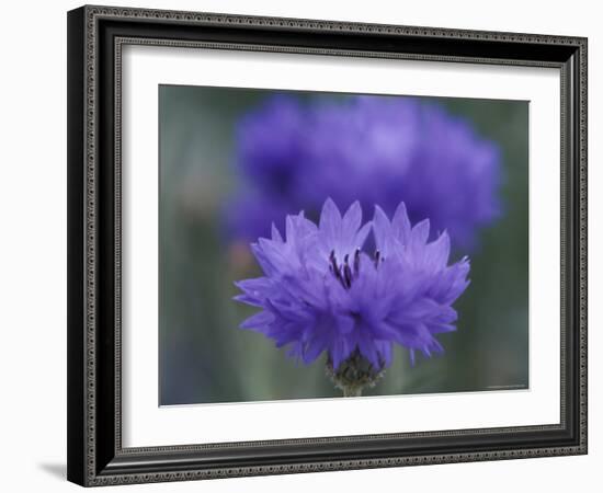 Bachelor's Button, Port Townsend, Washington, USA-null-Framed Photographic Print