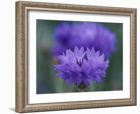 Bachelor's Button, Port Townsend, Washington, USA-null-Framed Photographic Print